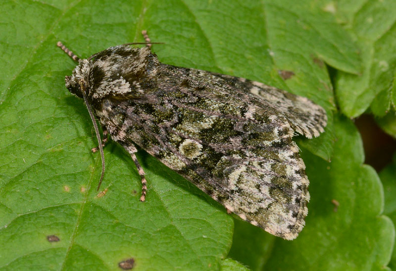 5 quiz - Craniophora ligustri